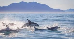 Dolphins surfacing in the Bay of Islands.