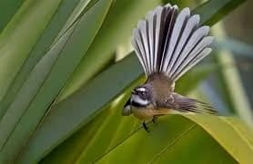 A pīwakawaka fantail with its tail spread, perched in the bush.