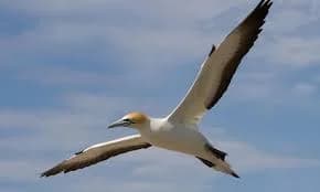 A tākapu gannet gliding above the cape.