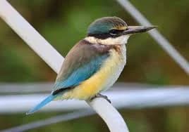 A kōtare sacred kingfisher perched on a branch.