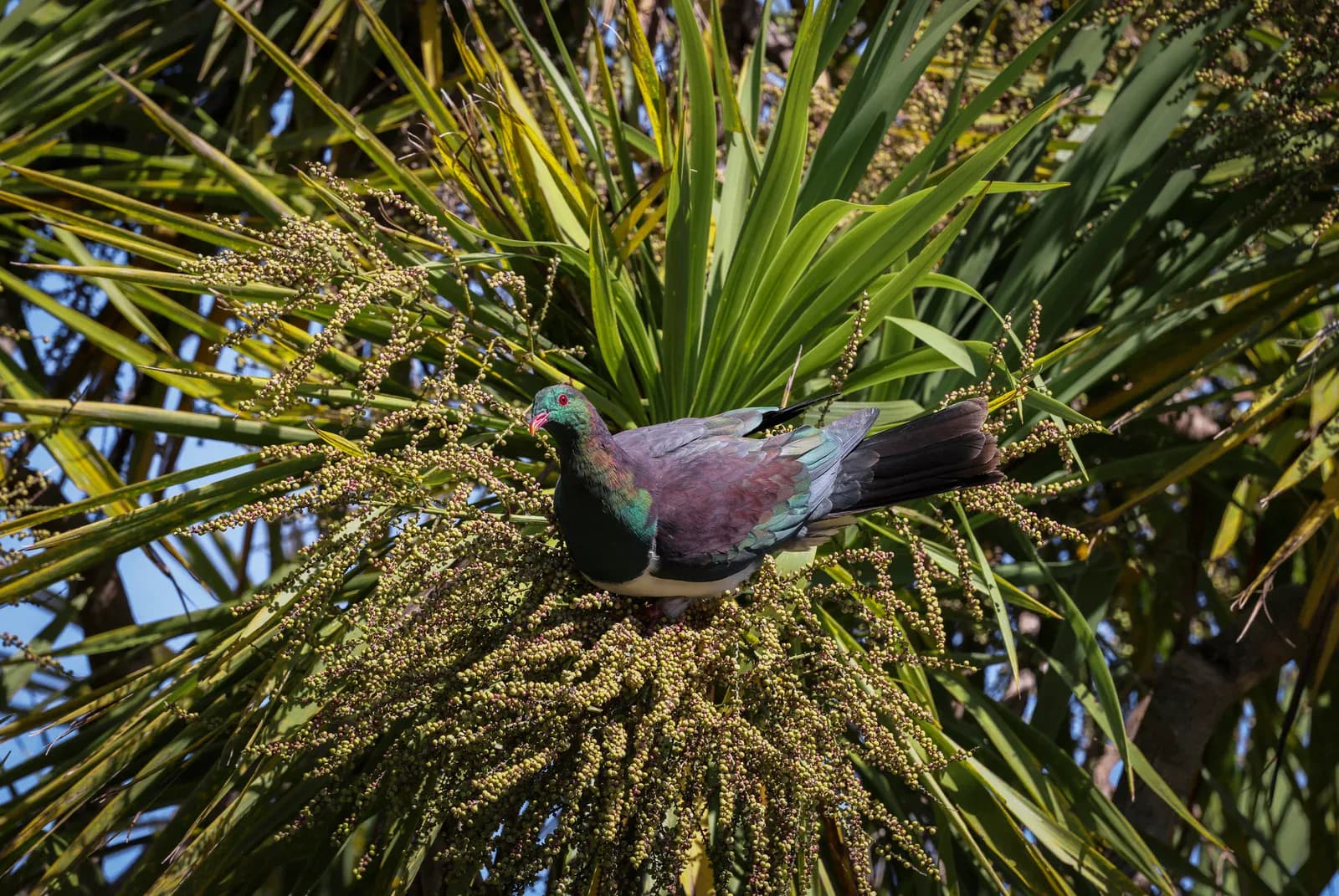 A kererū wood pigeon perched in a cabbage tree.