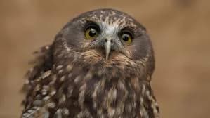 A ruru, New Zealand morepork, in low light.