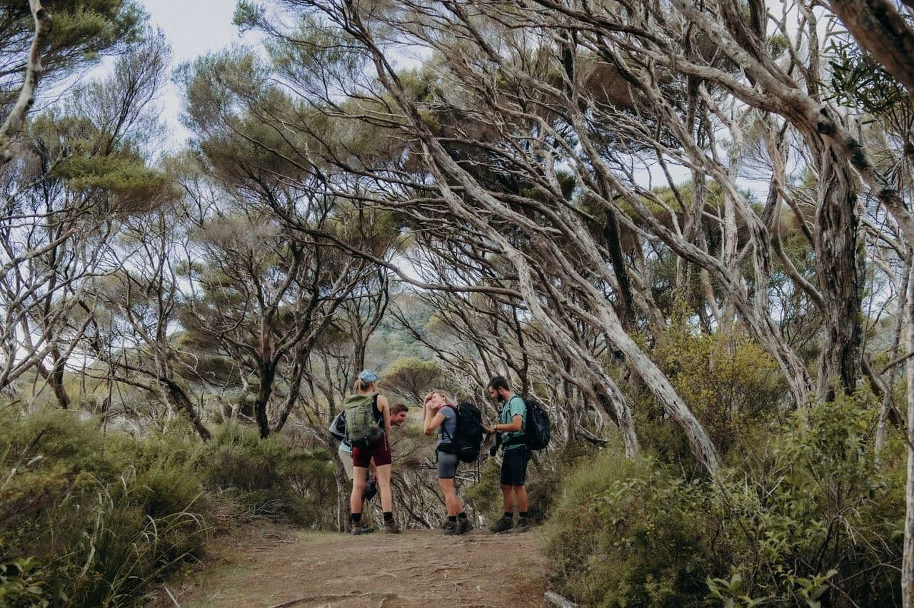 Trampers walking along the Cape Brett Track through native bush.