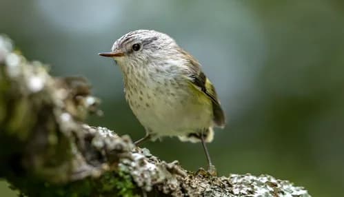 A small native bird on a flax flower.