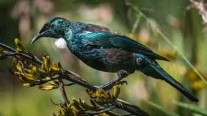 A tūī feeding on flax flowers, iridescent black with a white throat tuft.